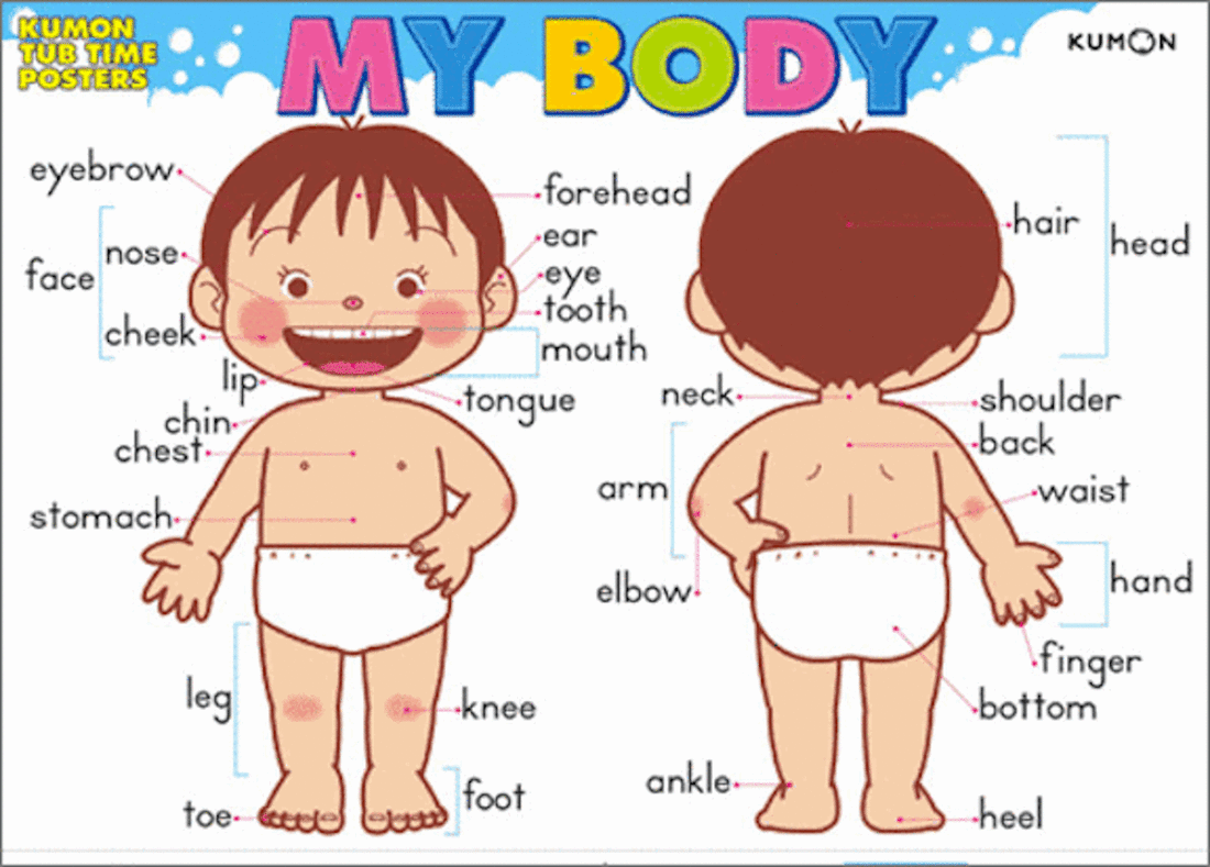 Body parts - Miss Amy's English Classroom :)